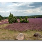 Heideblüte - Schneverdingen