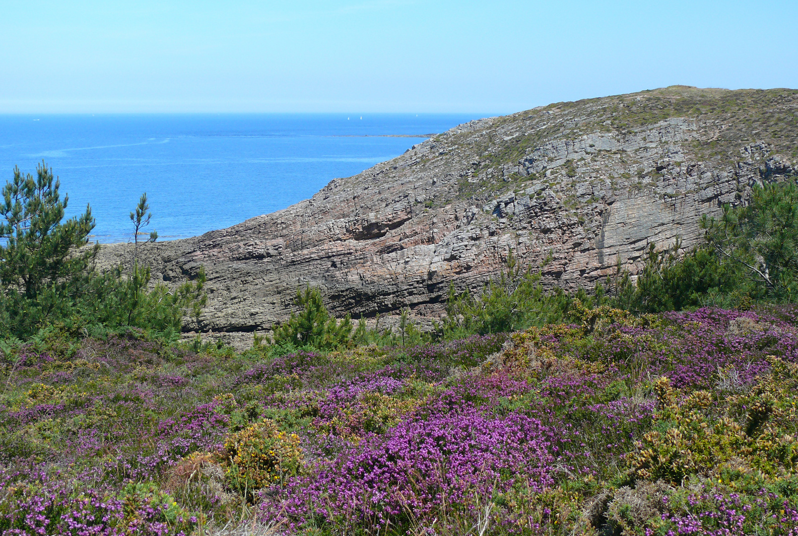 Heideblüte über dem Meer