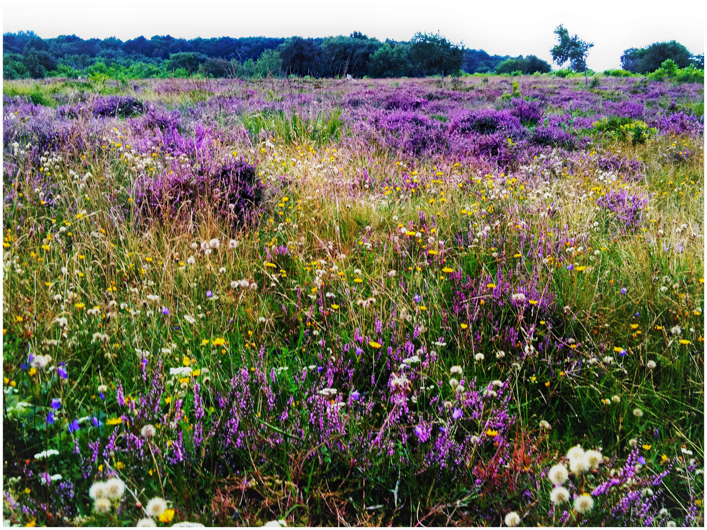 Heideblüte und mehr......