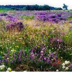 Heideblüte und mehr......