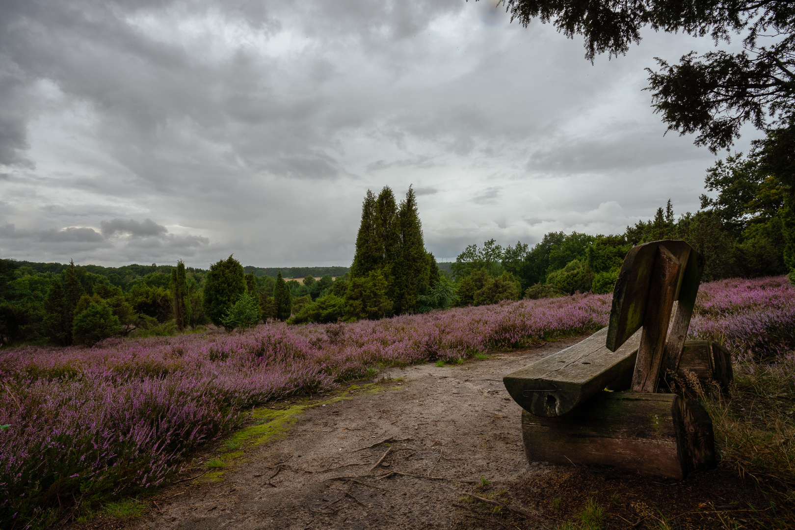 Heideblüte unter regnerischem Himmel 