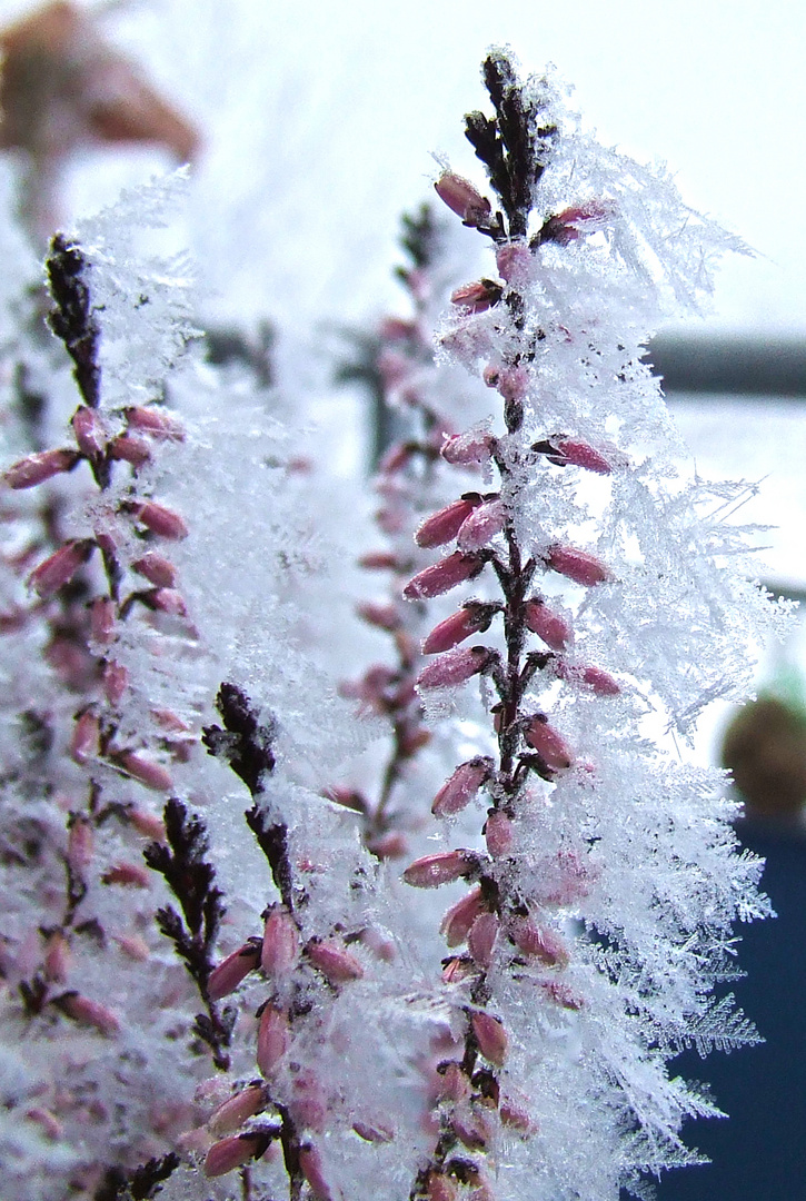 Heideblüte winterlich