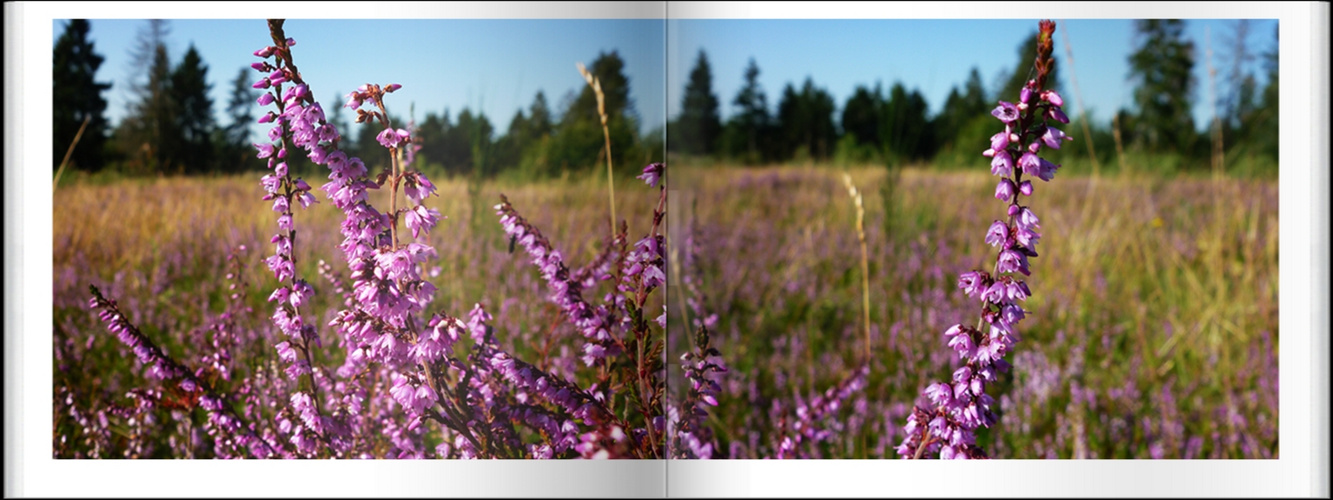 Heideblüten