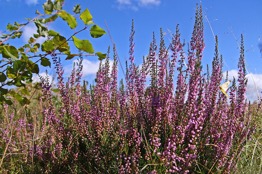 Heideblüten Foto & Bild pflanzen, pilze & flechten, blüten