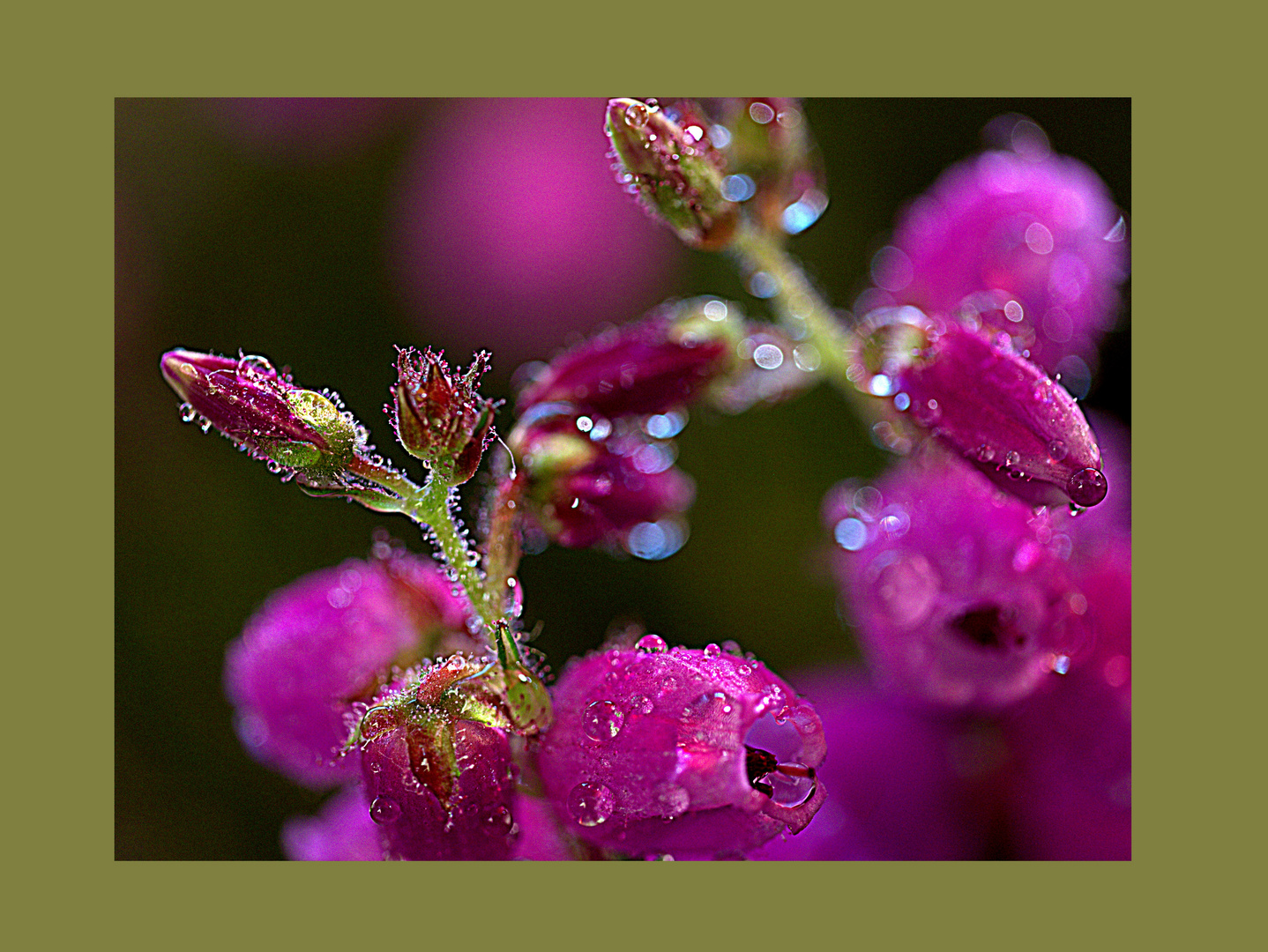 Heideblüten Foto & Bild natur, heide blüten Bilder auf