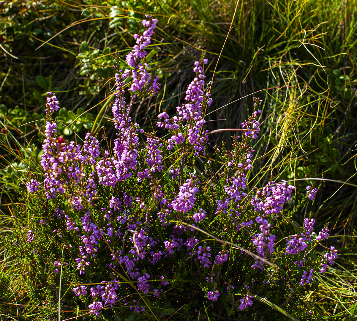 Heideblüten