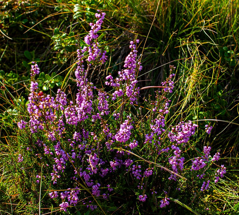 Heideblüten Foto & Bild world, natur, herbst Bilder auf
