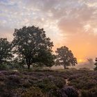 Heidefeuer in der Mehlinger Heide