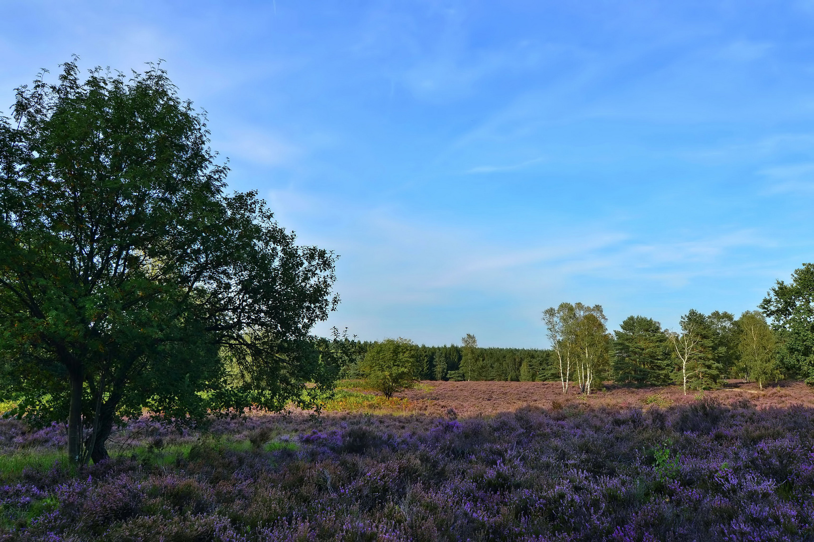 °Heideflächen in der Südheide°