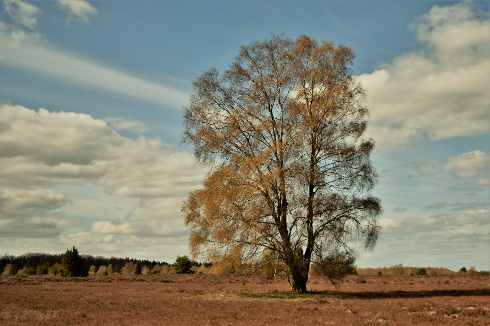 Heidefrühling