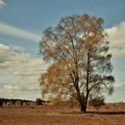 Heidefrühling