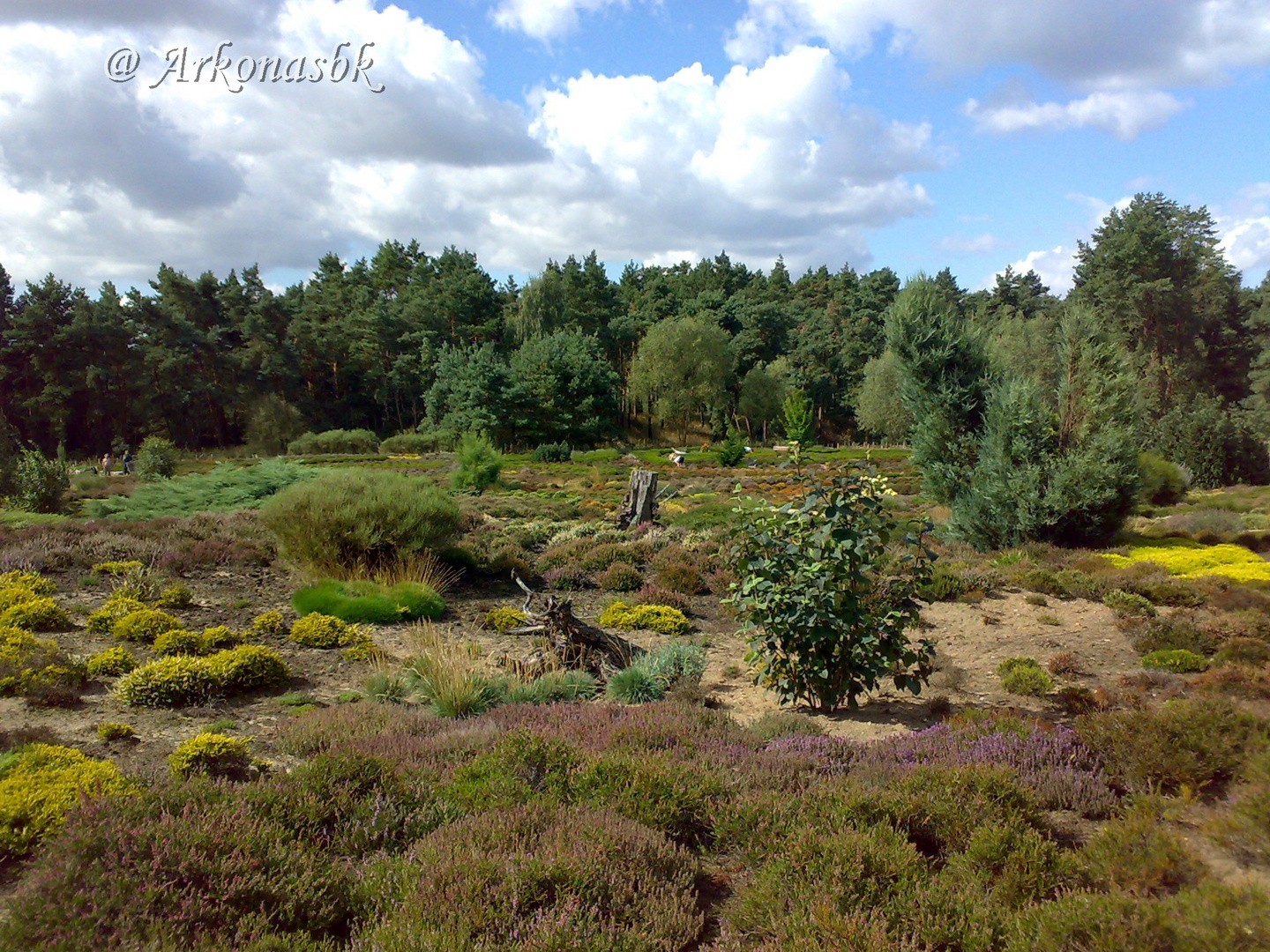 Heidegarten Foto & Bild landschaft, heide, natur Bilder