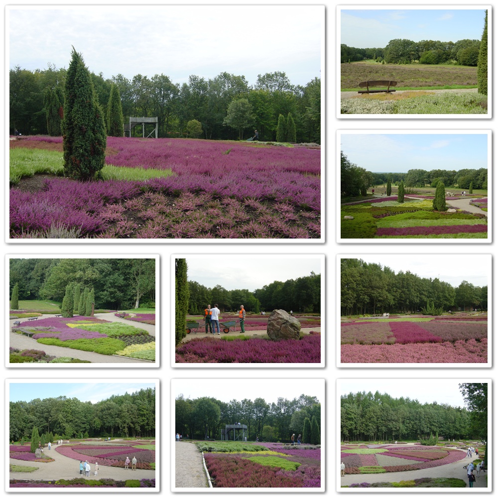 * Heidegarten der Stadt Schneverdingen * - Lüneburger Heide