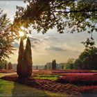 Heidegarten im Licht der untergehenden Oktober-Sonne