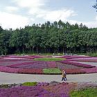 Heidegarten Schneverdingen