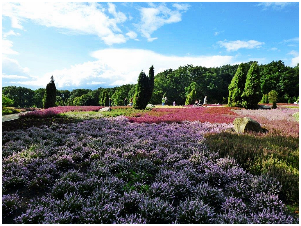 Heidegarten Schneverdingen / Lüneburger Heide