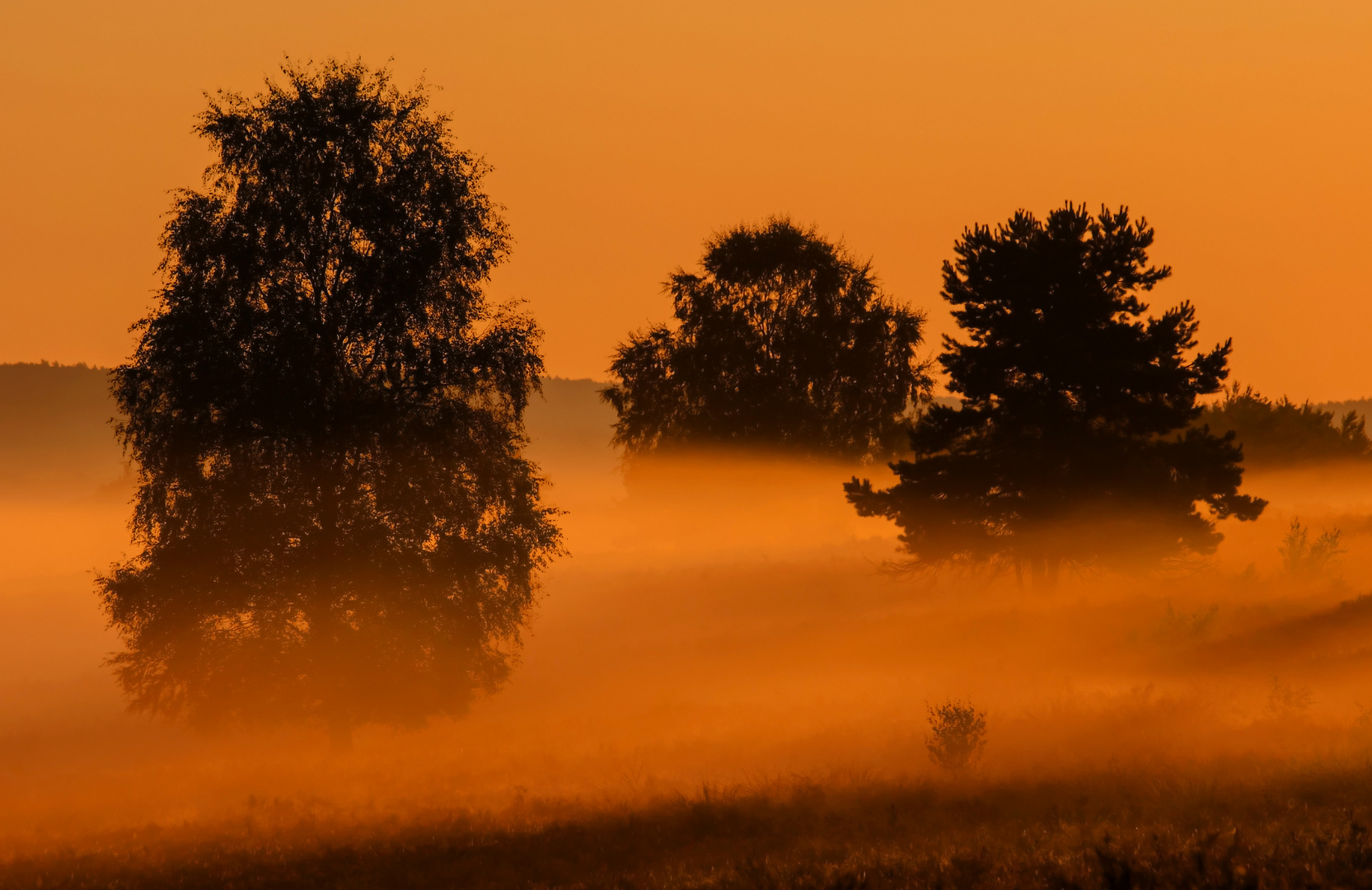 "Heideglühen" Foto & Bild landschaft, heide, kaiserslautern Bilder