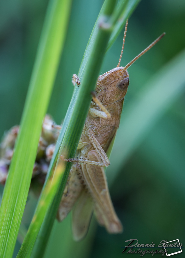 Heidegrashüpfer (Stenobothrus lineatus)