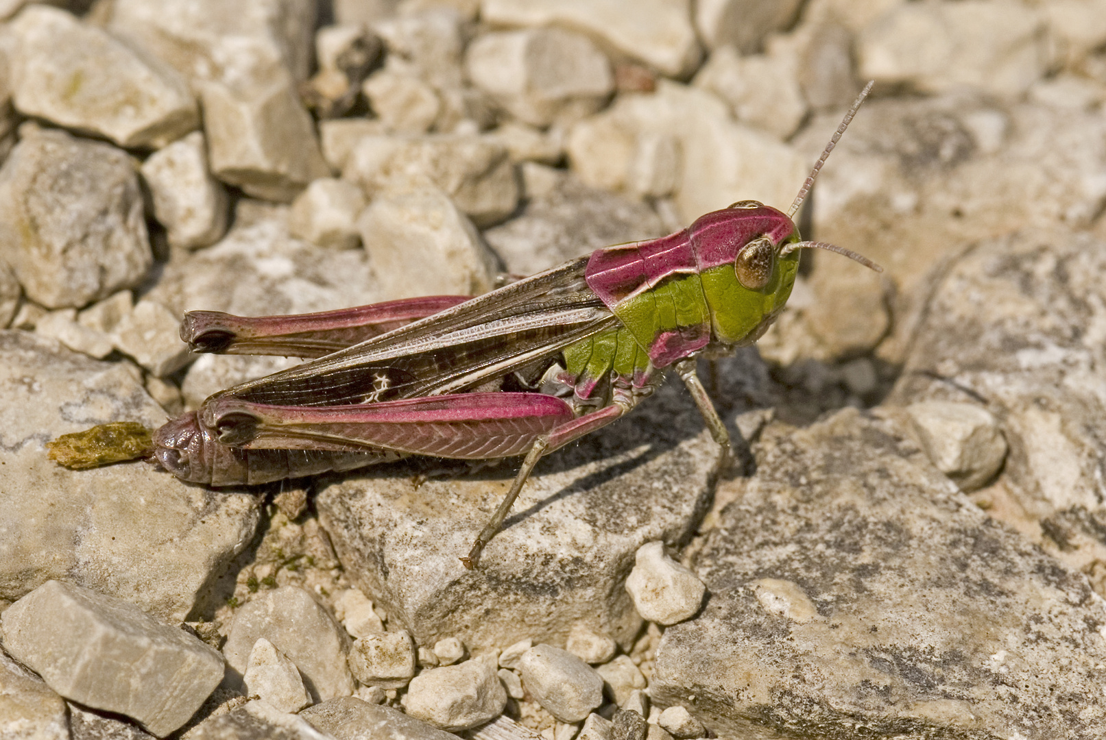 Heidegrashüpfer (Stenobothrus lineatus)