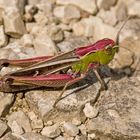 Heidegrashüpfer (Stenobothrus lineatus)