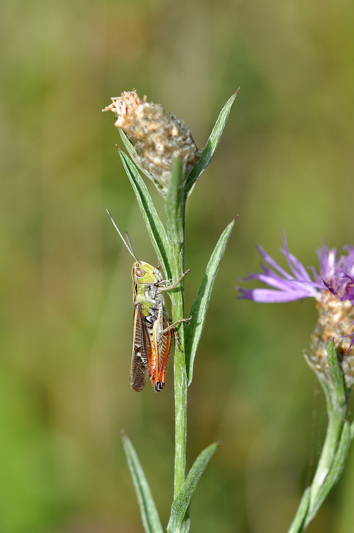 Heidegrashüpfer (Stenobothrus lineatus)