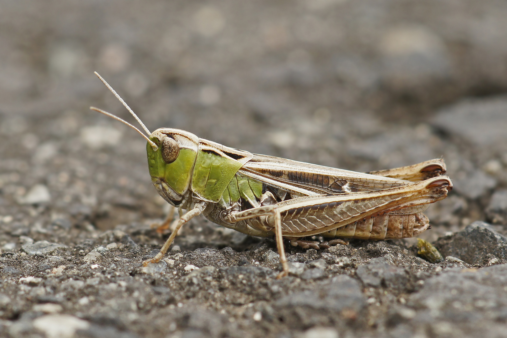 Heidegrashüpfer (Stenobothrus lineatus)