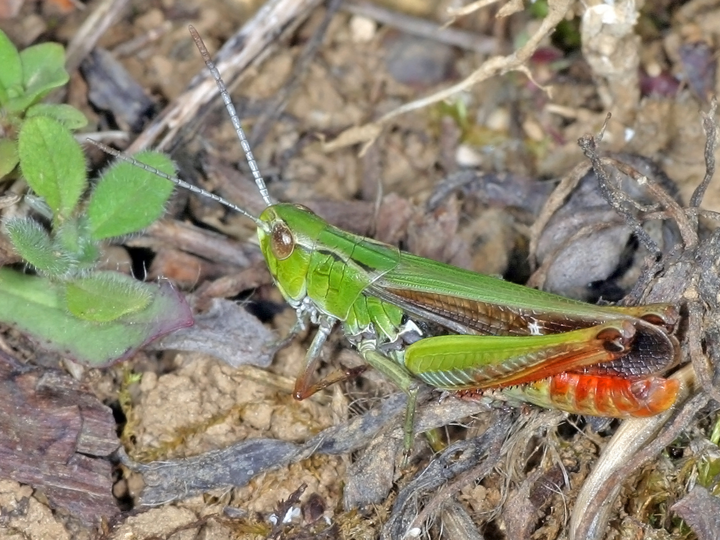 Heidegrashüpfer (Stenobothrus lineatus)......