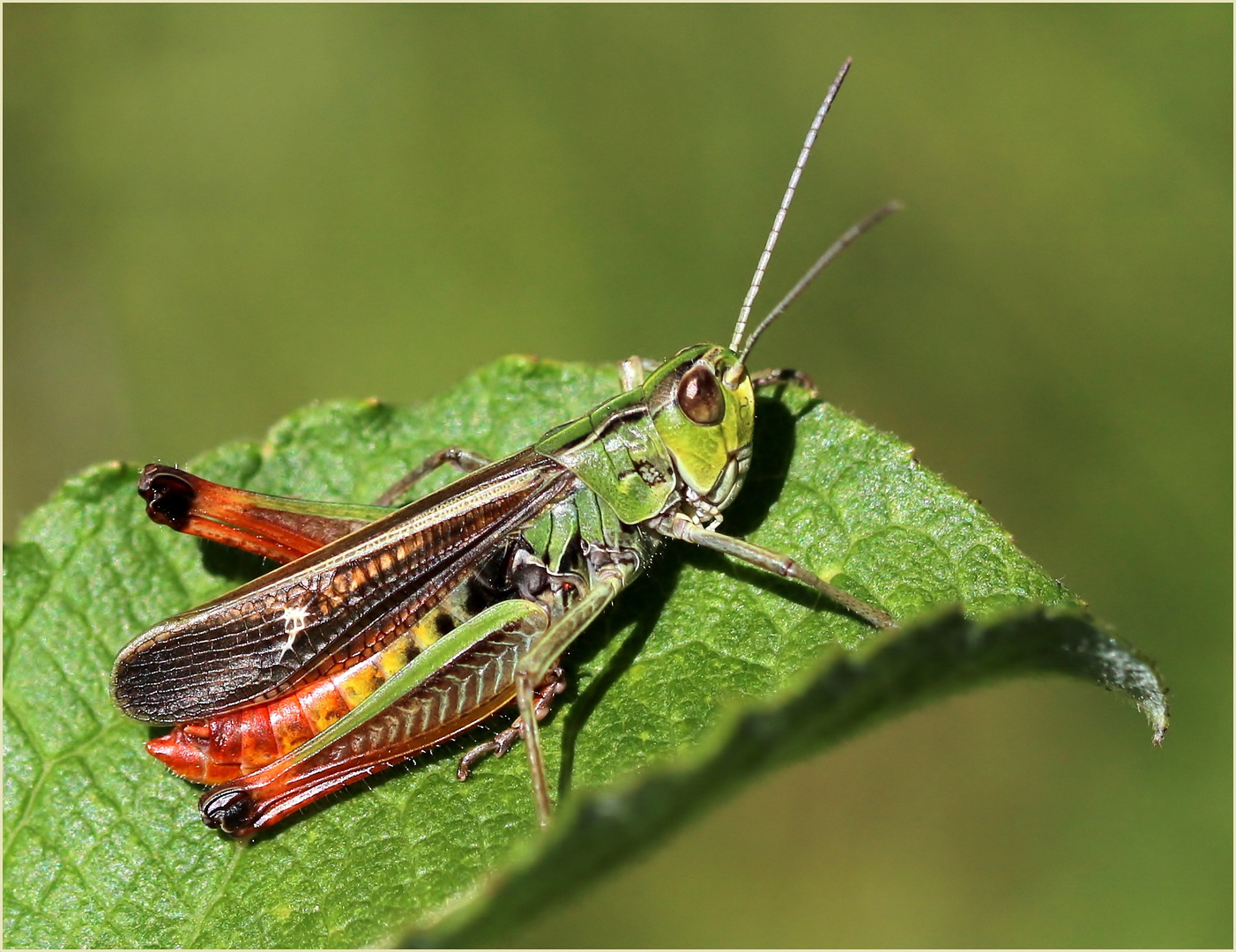 Heidegrashüpfer (Stenobothrus lineatus)- Männchen