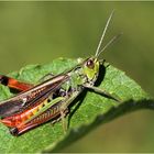 Heidegrashüpfer (Stenobothrus lineatus)- Männchen