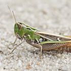 Heidegrashüpfer (Stenobothrus lineatus), Weibchen