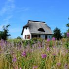 Heidehaus Insel Hiddensee