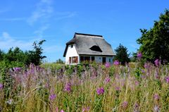 Heidehaus Insel Hiddensee