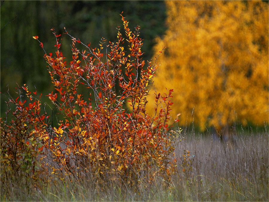 heideherbstbunt