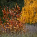 heideherbstbunt