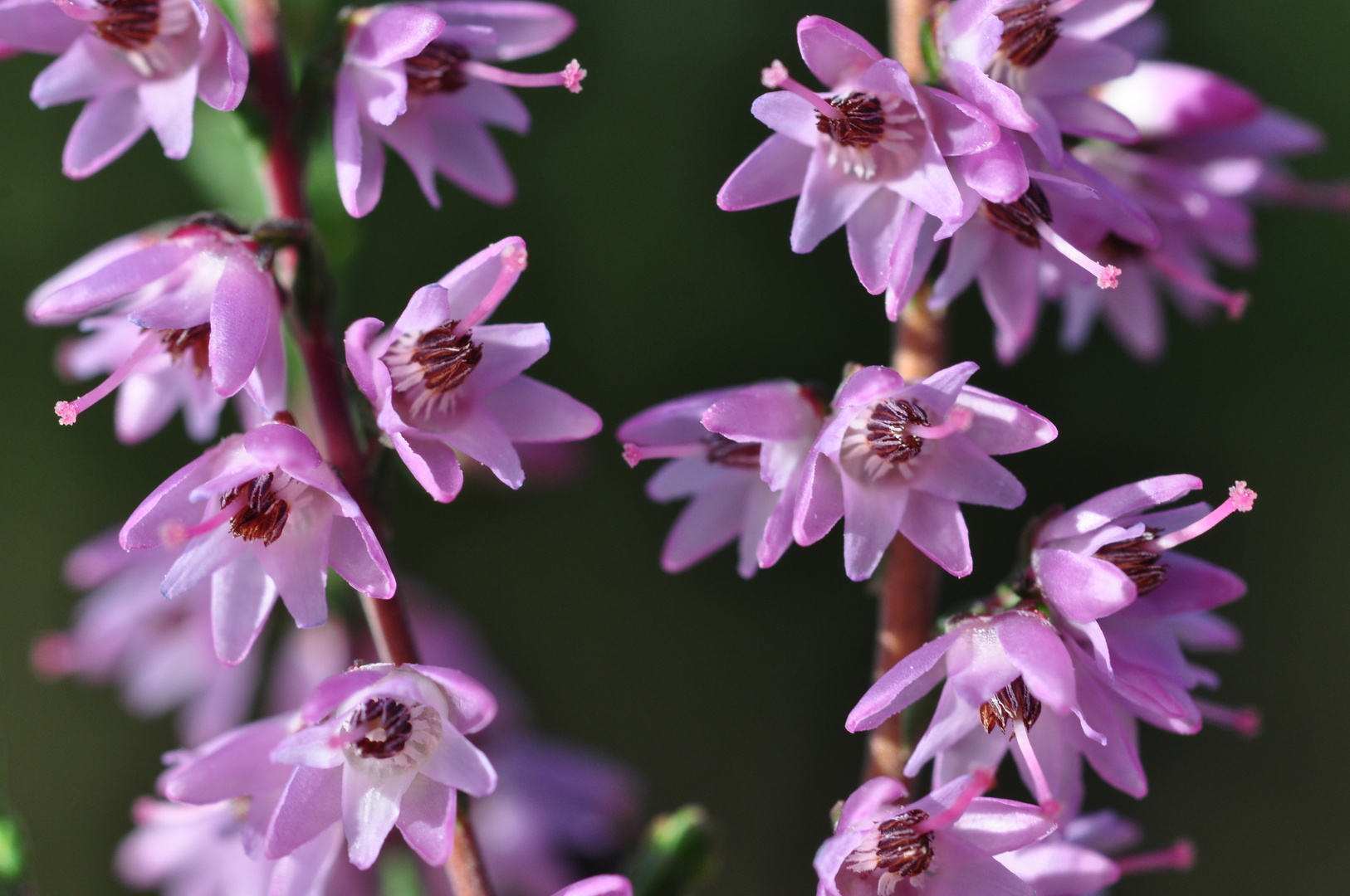 Heidekraut, Besenheide, Calluna vulgaris