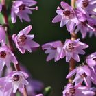 Heidekraut, Besenheide, Calluna vulgaris