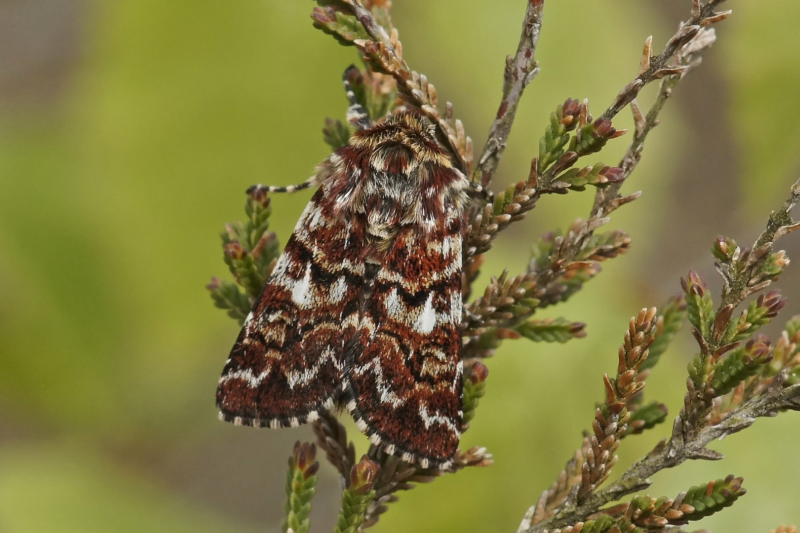 Heidekraut-Bunteulchen (Anarta myrtilli)