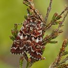 Heidekraut-Bunteulchen (Anarta myrtilli)