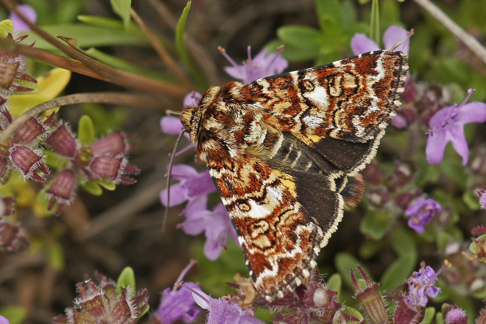 Heidekraut-Bunteulchen (Anarta myrtilli)