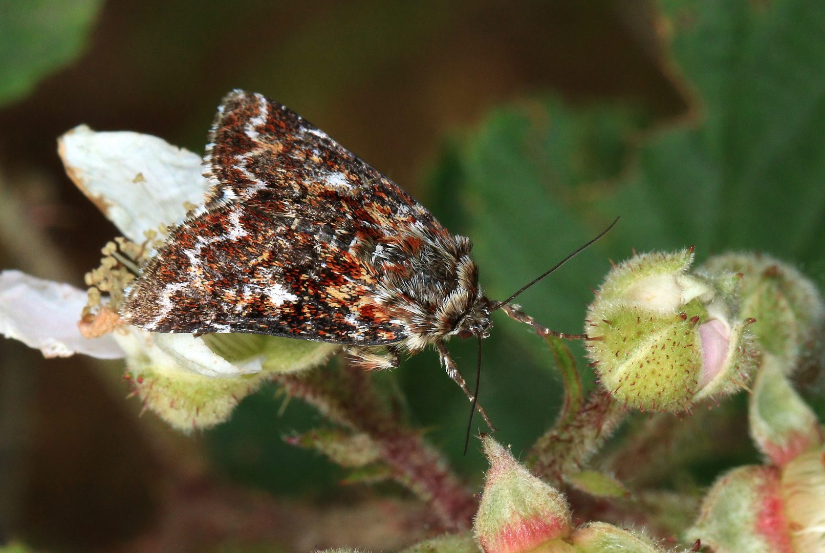 Heidekraut-Bunteule,  Heidekrauteulchen, Anarta myrtilli auf Brombeerblüte