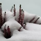 Heidekraut, Erika im Schnee