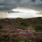 Heidekraut im Gewitter