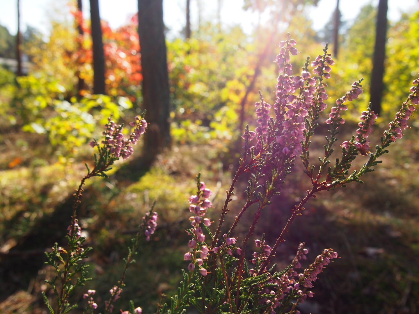 Heidekraut im Markendorfer Wald (Jüterbog)