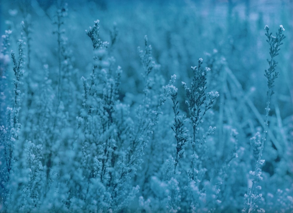 Heidekraut im Sauerland bei Frost