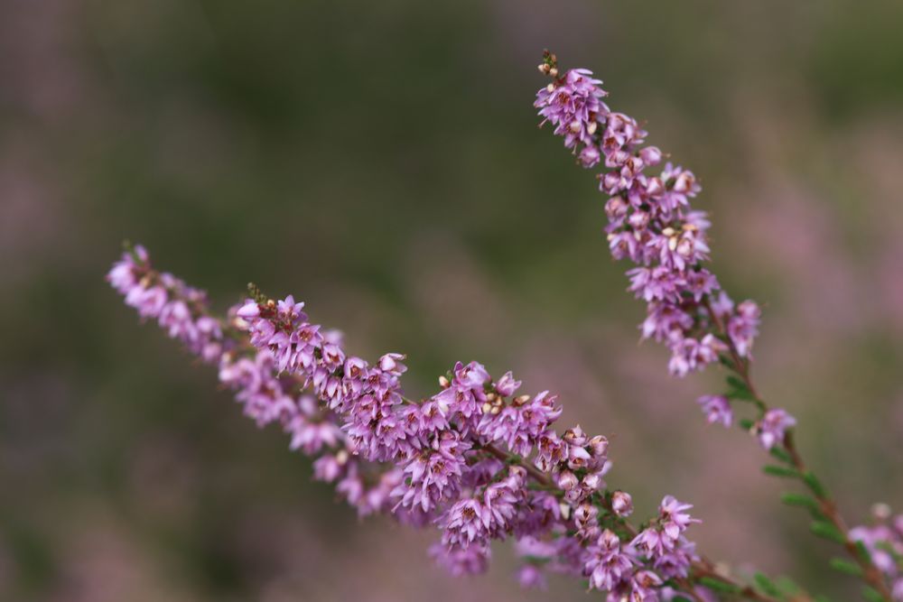 Heidekraut im Spätsommer