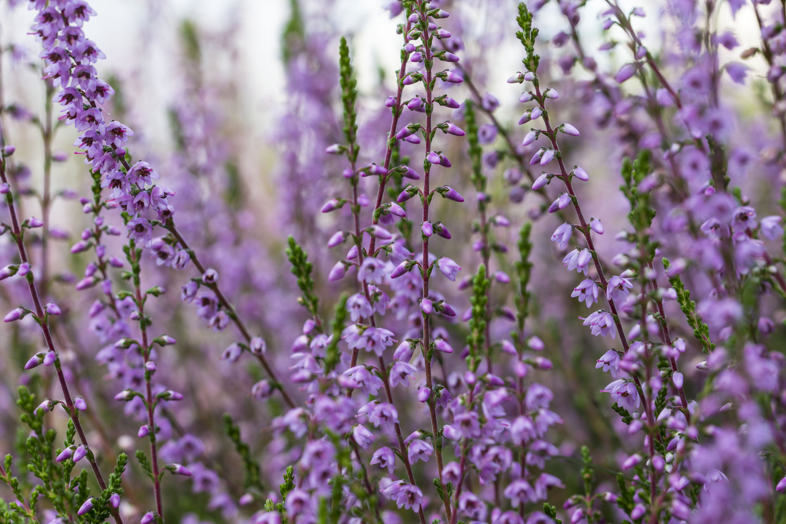 Heidekraut in schöner Farbe