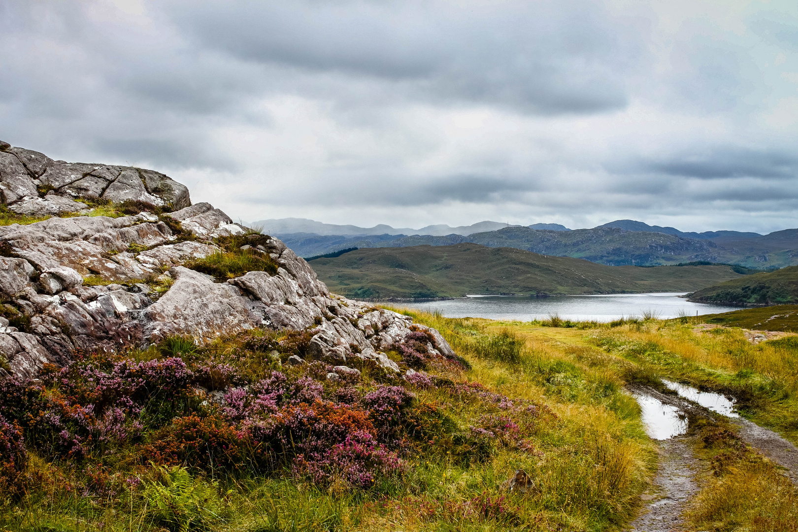 Heidekraut in Schottland