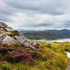 Heidekraut in Schottland