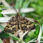 Heidekraut Spanner (Ematurgia atomaria), Männchen. *