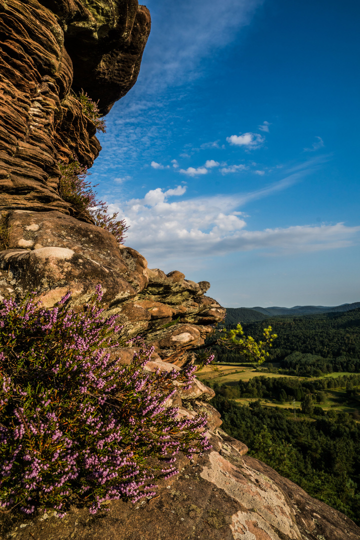 Heidekraut und Felsen an den Geiersteinen